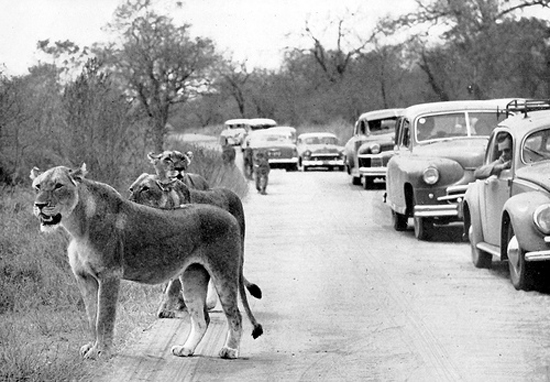 Safari et canyon